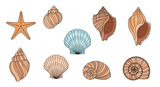 Set of different seashell types and a starfish in various shades of brown and blue isolated on a plain white background.