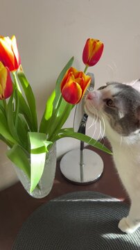 cat and flowers