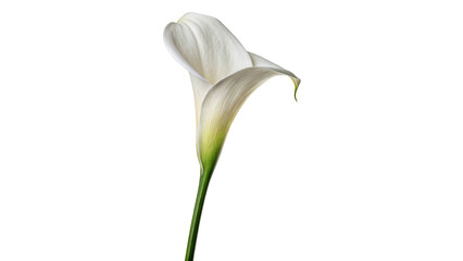 A single white calla lily isolated on transparent background cut out
