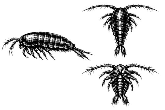 Zooplankton copepod A realistic zooplankton copepod with segmented body, antennae, and jointed appendages, shown as the same copepod in three different views.