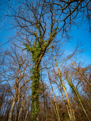 Obraz premium Bäume im Frühjahr im Mischwald