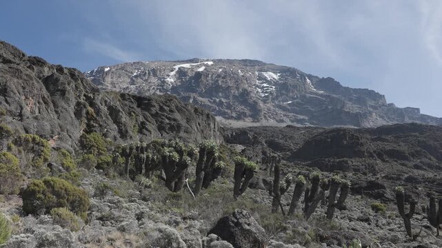 Giant Groundsel on Kilimanjaro, Tanzania