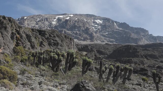 Giant Groundsel on Kilimanjaro, Tanzania