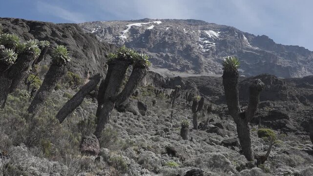 Giant Groundsel on Kilimanjaro, Tanzania