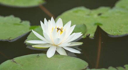 池に咲く美しい白いスイレン