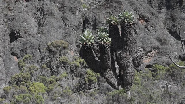 Giant Groundsel on Kilimanjaro, Tanzania
