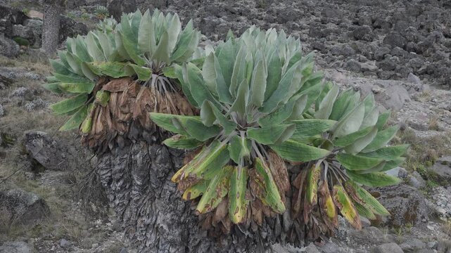 Giant Groundsel on Kilimanjaro, Tanzania