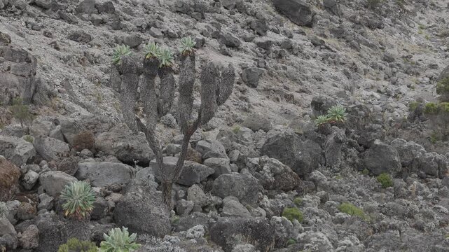 Giant Groundsel on Kilimanjaro, Tanzania