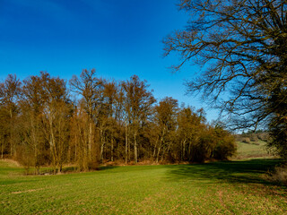 Fototapeta premium Große Waldlichtung