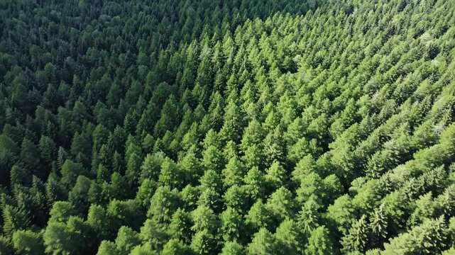 Aerial view of dense green pine forest with trees arranged in rows, showcasing the natural beauty and symmetry of the landscape across three frames