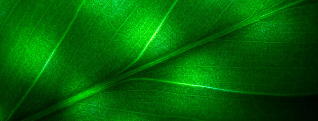 Fototapeta premium Banner with copy space. A leaf with a green color and a shiny surface