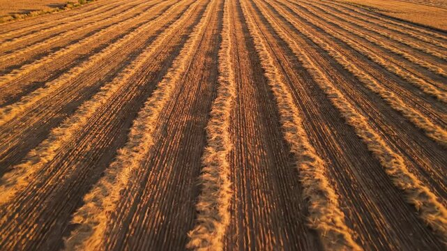 Golden wheat field with freshly harvested rows illuminated by sunset light, showcasing the texture and patterns of the land in a rural agricultural setting