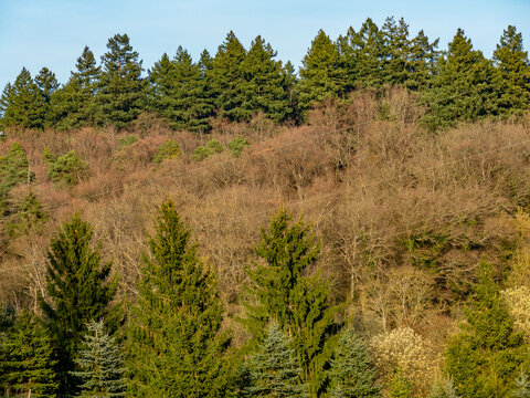 B&auml;ume im Fr&uuml;hjahr im Mischwald