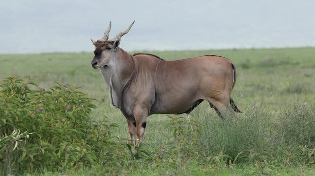 Eland in Ngorongoro Crater, Tanzania