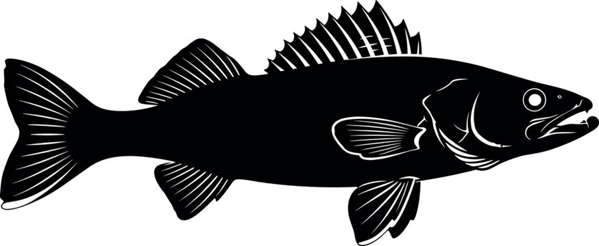 Black and white walleye fish vector illustration isolated on white background with detailed fins and silhouette for fishing sports design