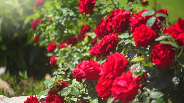 Red roses blooming in a summer garden, close up. Gardening, landscape design. Rose flowers growing, over green grass background. Landscaping, landscape design, flower bed 
