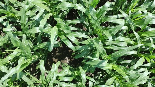 corn plants during the day