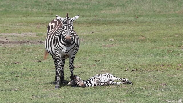 Zebras calf sleeping in Ngorongoro Crater, Tanzania