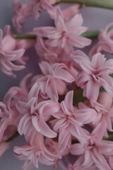 Obraz premium Delicate pink hyacinth flowers clustered together in a soft focus close-up shot