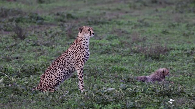 Female Cheetah with cubs in Serengeti, Tanzania
