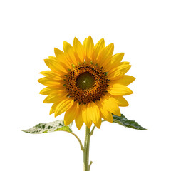 Obraz premium Radiant sunflower in full bloom radiates a vibrant yellow hue against a white background