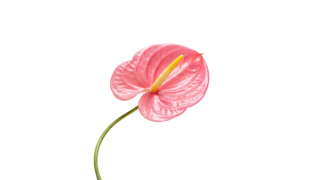 Glossy pink anthurium flower unfurls its elegant heart-shaped beauty against a pristine white backdrop, radiating tropical allure