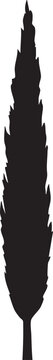 Lombardy Poplar Tree Tall Pillar Vertical Silhouette
