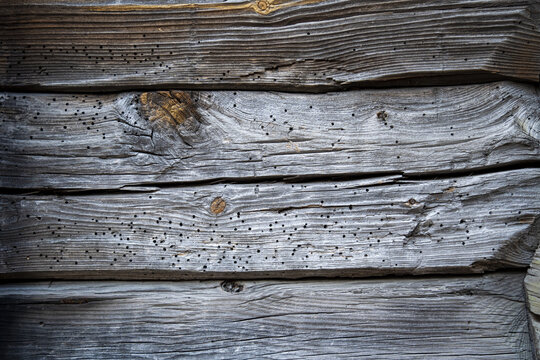 View of weathered wooden planks, marked by time and tiny holes, creating a textured pattern, a rustic charm in Bryggen, Bergen, Norway.