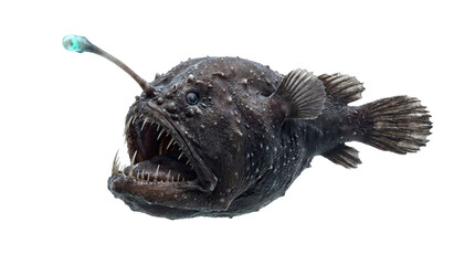 Obraz premium Abyssal anglerfish phantom glides from oceanic depths, its ethereal bioluminescent lure a beacon in the perpetual night, a formidable predator