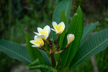 Obraz premium Plumeria or frangipani exquisite white flowers smooth petals