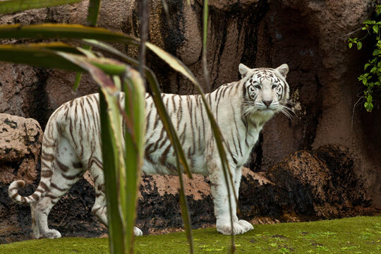 White Tiger Portrait Close-Up &ndash; Rare Bengal Tiger with Blue Eyes