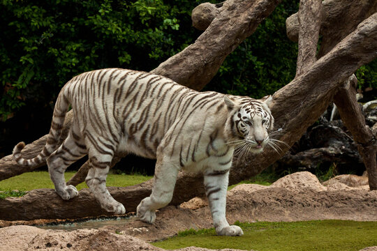 White Tiger Portrait Close-Up &ndash; Rare Bengal Tiger with Blue Eyes