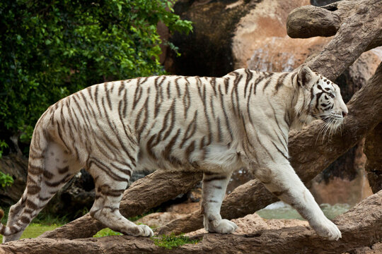 White Tiger Portrait Close-Up &ndash; Rare Bengal Tiger with Blue Eyes