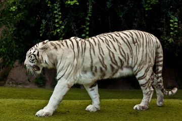 Obraz premium White Tiger Portrait Close-Up – Rare Bengal Tiger with Blue Eyes