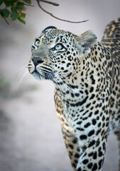 Obraz premium A leopard with striking blue eyes looks up, its spotted coat blending with the dappled light. It appears alert and watchful in its natural habitat.