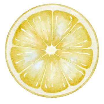 Watercolor illustration of Lemon Slice with detailed pulp texture and translucent flesh. Citrus fruit element isolated for food packaging, recipe design, kitchen prints, menus and branding