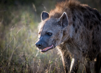 Fototapeta premium A spotted hyena, a nocturnal predator, is captured in a close-up shot, its mouth slightly open, revealing its teeth and gums.