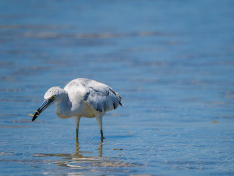 Une aigrette neigeuse aevc un ver dans le bec. Rio Lagartos. Yucatan. Mexique