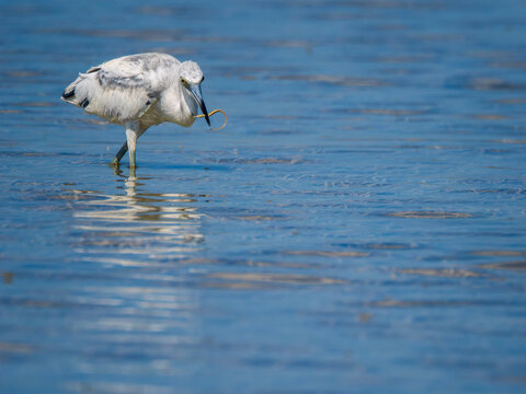 Une aigrette neigeuse aevc un ver dans le bec. Rio Lagartos. Yucatan. Mexique