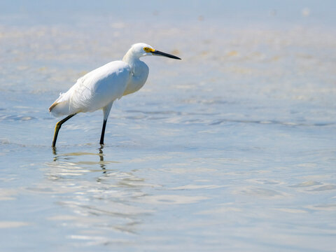 Une aigrette neigeuse. Rio Lagartos. Yucatan. Mexique.