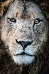 Fototapeta premium A close-up portrait of a male lion's face, showcasing its piercing eyes and majestic mane. The lion is a symbol of power and courage in many cultures.