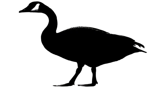 Elegant silhouette of a goose in a stark contrast