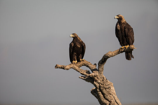 Spanish imperial eagle perched on tree in Extremadura Spain
