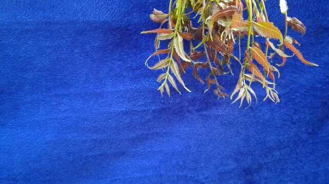 Fresh green neem leaves and tender stems are placed on a blue surface.The leaves look slightly reddish and soft. Small buds are visible. This natural plant looks healthy and freshly picked from a tree