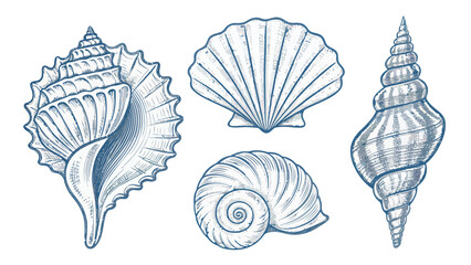 Fototapeta premium Four seashells line drawing vector illustration set including conch scallop and spiral shells on white background for design