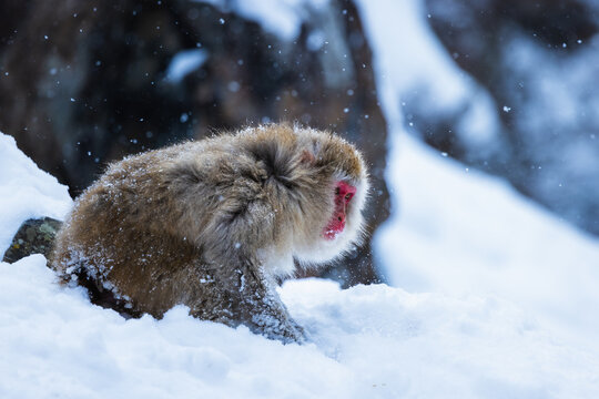 View of a Japanese macaque, dusted with snow, sits in a snowy landscape, its red face a stark contrast to the white surroundings, Yamanochi, Nagano, Japan.