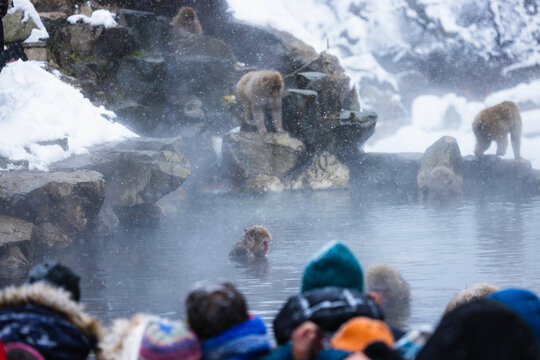 View of snow monkeys bathing in steaming hot springs surrounded by snow-dusted rocks and curious onlookers in Yamanochi, Nagano, Japan.