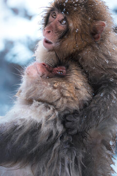 View of a snow monkey mother embraces her baby, their fur dusted with snowflakes against the icy backdrop, a tender moment frozen in time, Yamanochi, Nagano, Japan.