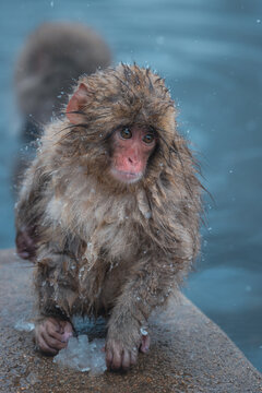 View of a wet snow monkey, its fur matted and face pink, sits on a rock in a steamy pool, amidst a snowy landscape, Yamanochi, Nagano, Japan.
