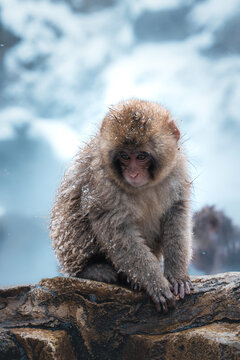 View of a snow monkey, its fur glistening with moisture, sits pensively on a warm rock amidst the icy landscape, Yamanochi, Nagano, Japan.